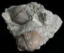 Platystrophia Brachiopod Fossils From Kentucky #6643-1